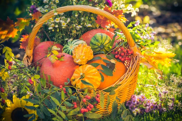 Kosár őszi gyümölcs színes sütőtök őszirózsák — Stock Fotó