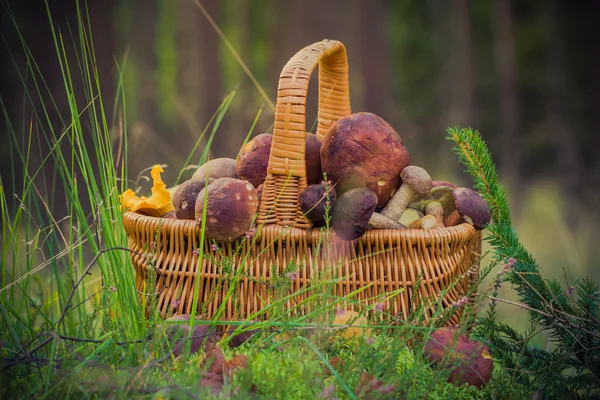 Корзина полный съедобный грибной лес — стоковое фото
