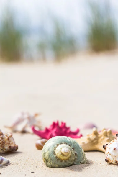 Coquillages de mer colorés plage de sable — Photo