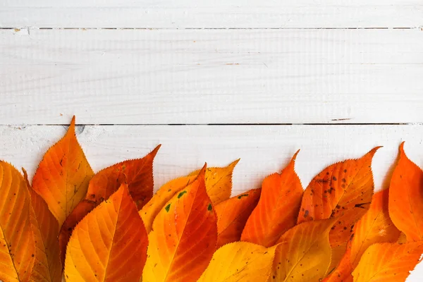 Composición otoño hojas de color naranja ardiente pizarras blancas — Foto de Stock