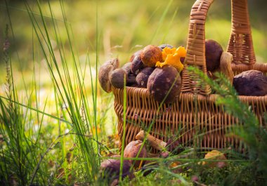 Orman sonbahar sepeti tam yenilebilir mantar