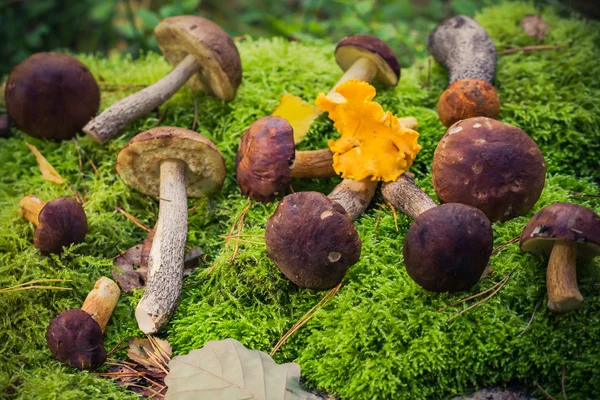 Funghi commestibili ammucchiati foresta muschio — Foto Stock