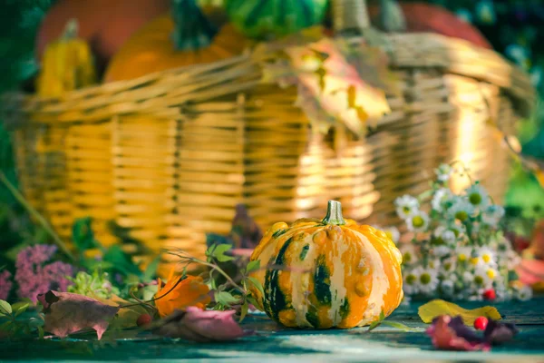 Panier d'automne récolte d'automne jardin citrouille fruits fleur colorée — Photo