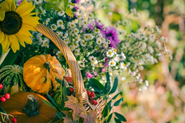 Fall basket autumn harvest garden pumpkin fruits colorful flower — Stock Photo, Image