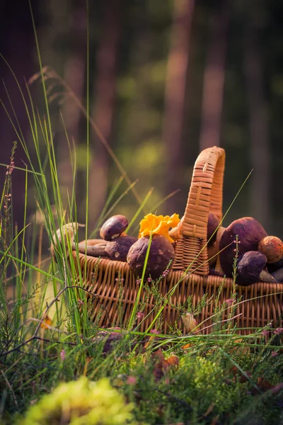 Herbst Korb voller essbarer Pilze Wald — Stockfoto