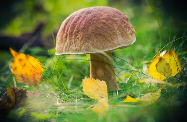 Autunno funghi foresta erba sole — Foto Stock