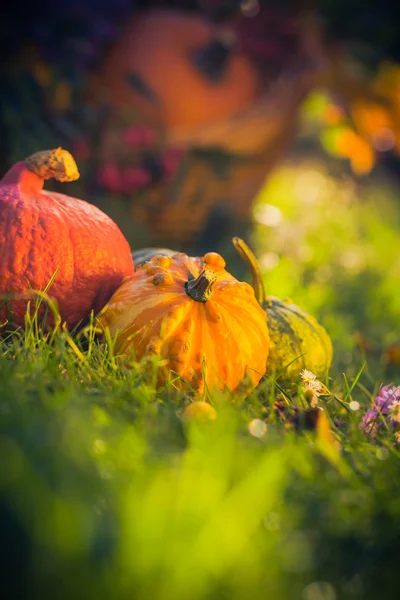 Cadeaux automne jardin citrouilles panier herbe — Photo