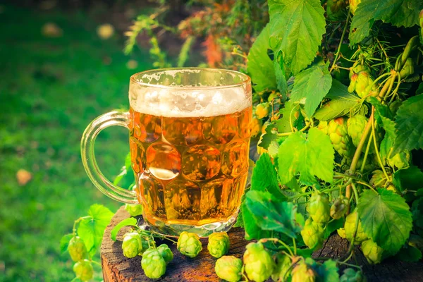 Kufel piwa złoty pnia drzewa — Zdjęcie stockowe