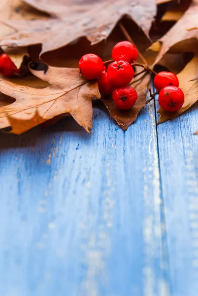 Composição vintage outono fruta fundo de madeira — Fotografia de Stock