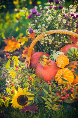 Sepeti sonbahar meyve renkli kabaklar Aster