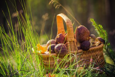 Orman sepeti tam yenilebilir mantar