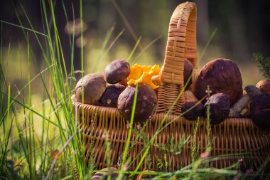 Orman sepeti tam yenilebilir mantar