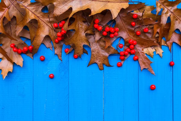 Autunno fondo foglie sorbo frutta blu tavole — Foto Stock