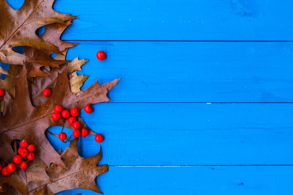 Autunno fondo foglie sorbo frutta blu tavole — Foto Stock