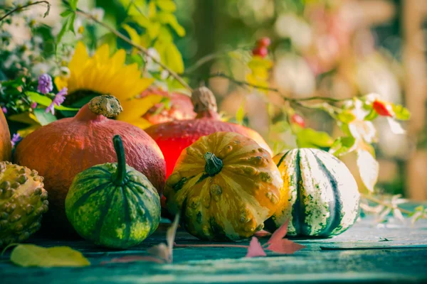 Outono colheita jardim abóbora frutas flores coloridas plantas — Fotografia de Stock