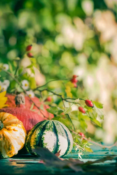 ガーデン秋収穫のカラフルなカボチャ果実の花植物 — ストック写真