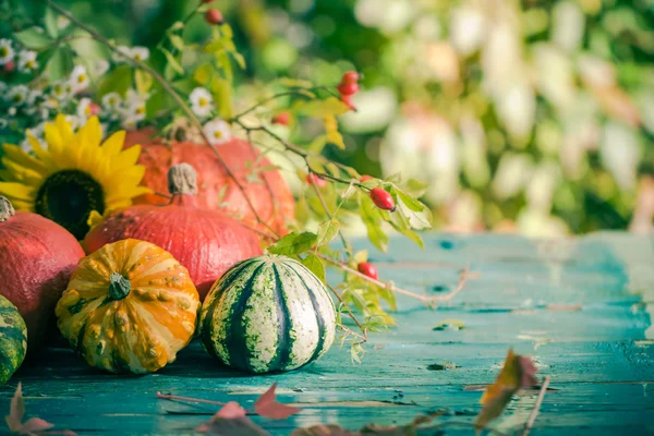 Autumn harvest garden pumpkin fruits colorful flowers plants — Stock Photo, Image