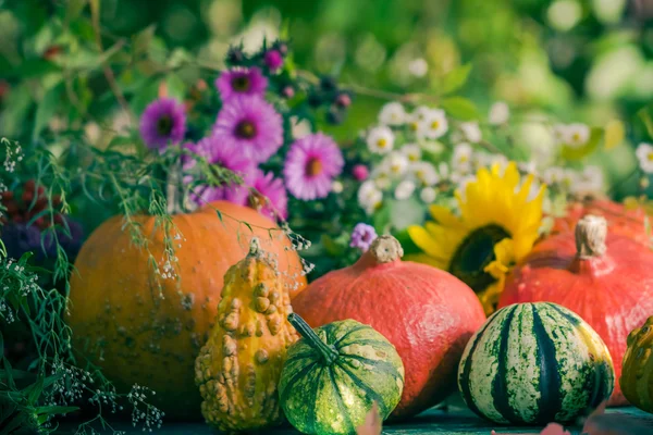 Осенний урожай Сад тыквы фрукты красочные цветы растений — стоковое фото