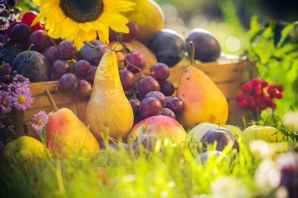 Herbst Obstgarten Früchte Pflanzen Gras Sonnenuntergang — Stockfoto