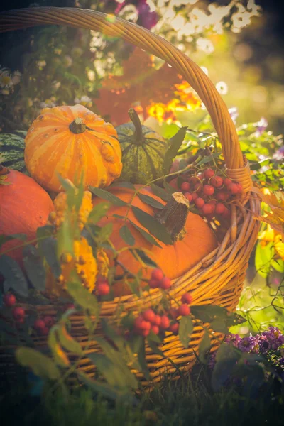 Basket autumn fruit colorful pumpkins asters — Stock Photo, Image