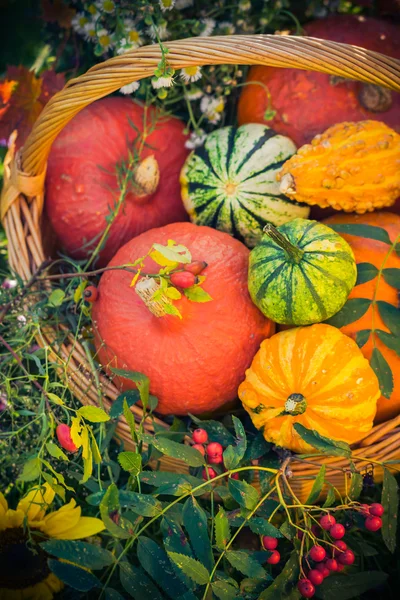Panier de citrouilles colorées jardin d'automne — Photo