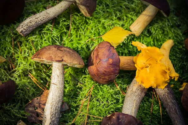 Ätliga svampar staplade mossan skog — Stockfoto