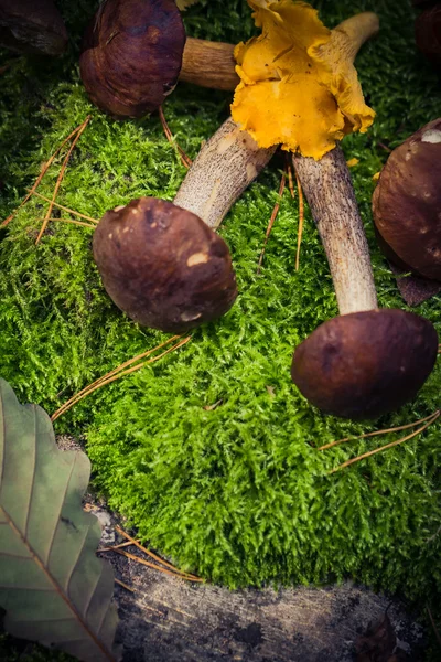 Съедобные грибы, нагроможденные мхом — стоковое фото