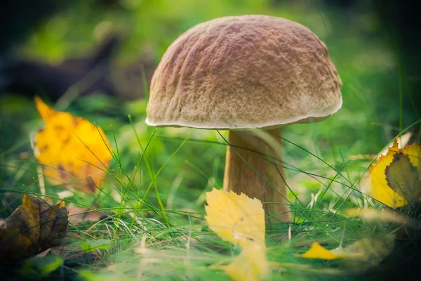 Осенний грибной лес — стоковое фото