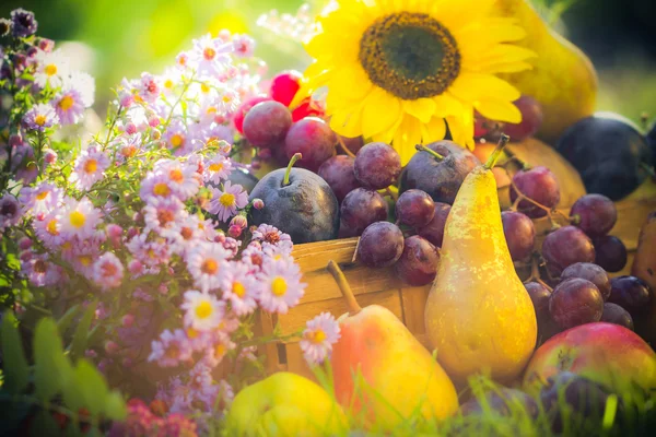 Jardin automne récolte fruit herbe coucher de soleil — Photo