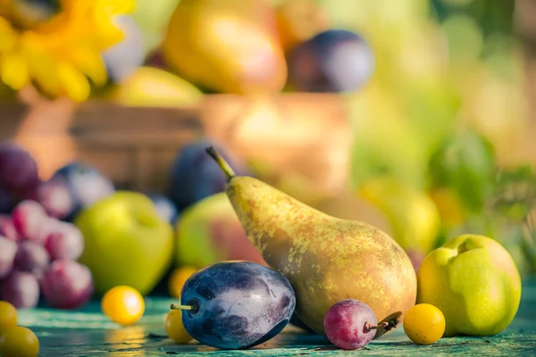 Herbst Garten Obstkorb Holztisch — Stockfoto