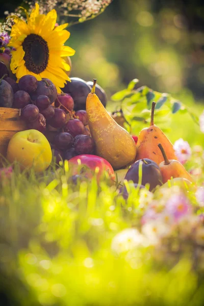 Sonbahar orchard meyve bitkileri günbatımı çimen — Stok fotoğraf