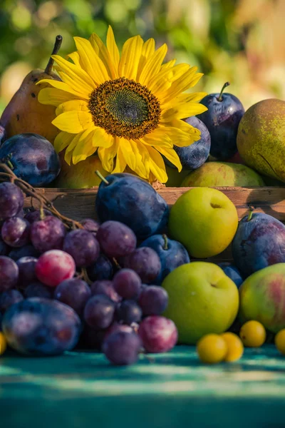 Jardín finales de verano frutas estacionales cesta luz puesta sol — Foto de Stock