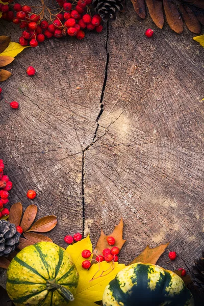 Осенний фон дары природы лес — стоковое фото
