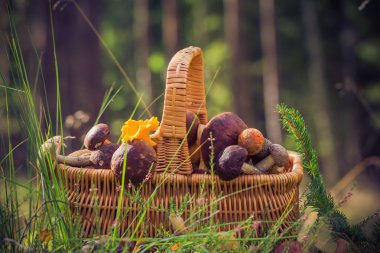 Orman sepeti tam yenilebilir mantar