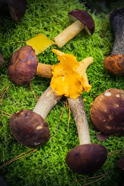 食用キノコ積んで苔の森 — ストック写真