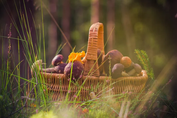 Fall basket full edible mushrooms forest — Stock Photo, Image