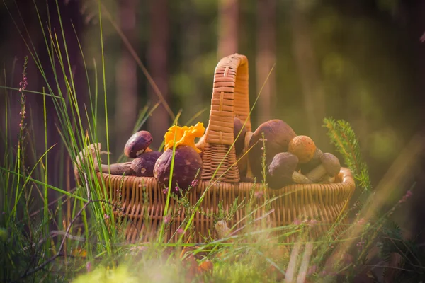 Cesta de outono cheio de cogumelos comestíveis floresta — Fotografia de Stock