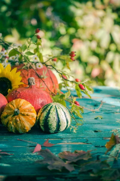 Autumn harvest garden pumpkin fruits colorful flowers plants — Stock Photo, Image