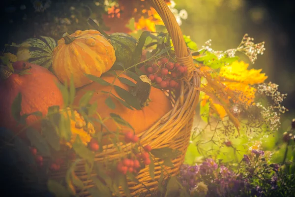 Cesta outono frutas coloridas abóboras asters — Fotografia de Stock