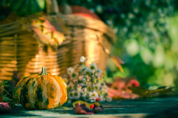 Fall basket autumn harvest garden pumpkin fruits colorful flower — Stock Photo, Image