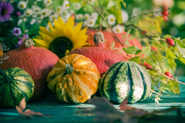 Automne récolte jardin citrouille fruits fleurs colorées plantes — Photo