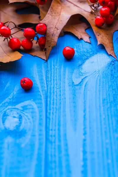 Осенний фон оставляет рябины фрукты голубые доски — стоковое фото