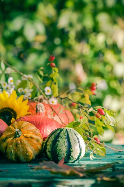 Autumn harvest garden pumpkin fruits colorful flowers plants — Stock Photo, Image