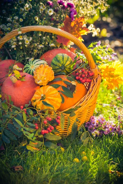 Panier automne fruits citrouilles colorées asters — Photo