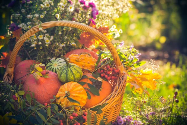 Cesta de calabazas coloridas jardín de otoño —  Fotos de Stock