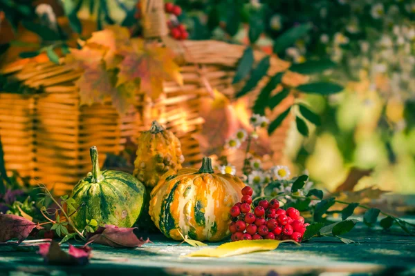 秋のバスケット秋収穫ガーデン カボチャ果実カラフルな花 — ストック写真