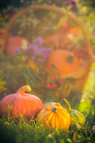 Regalos otoño jardín calabazas cesta hierba —  Fotos de Stock