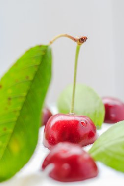 closeup kiraz meyve krem tatlı