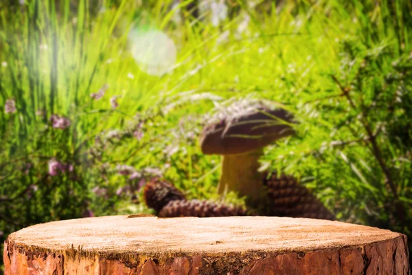 Background forest mushroom tree stumps — Stock Photo, Image