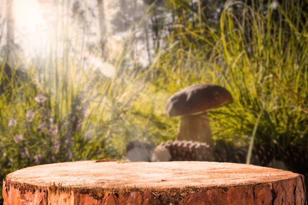 Пни грибных деревьев в лесу — стоковое фото